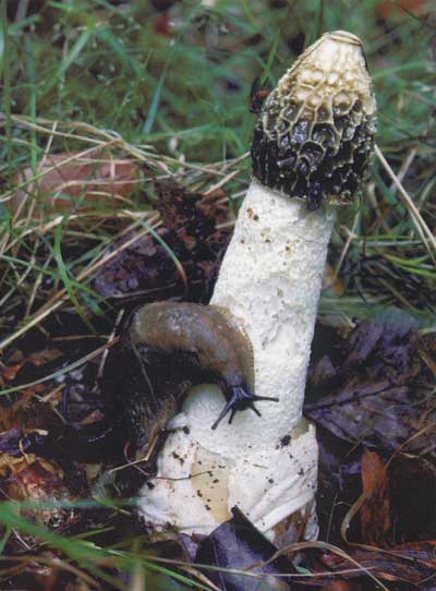 Stinkhorn (c) fungi4schools.org